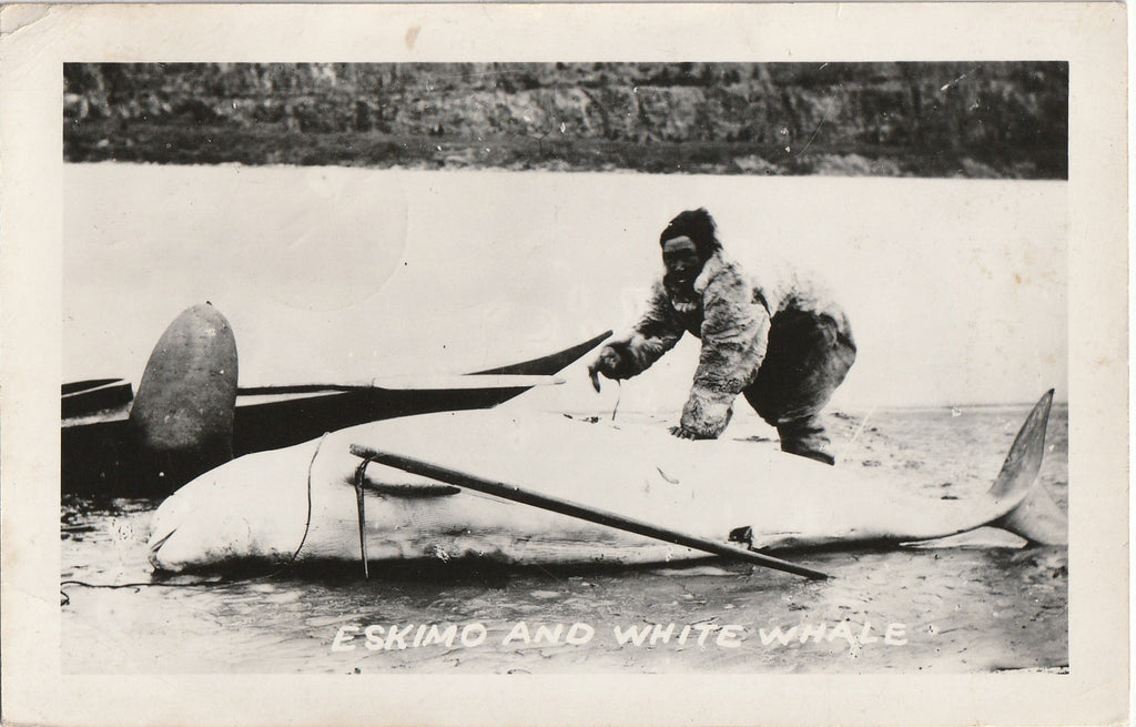 an original vintage real photo postcard from the 1950s. It shows an Inuit hunter posing with a recently killed Beluga Whale. "Eskimo and White Whale", reads the caption printed on the front.
