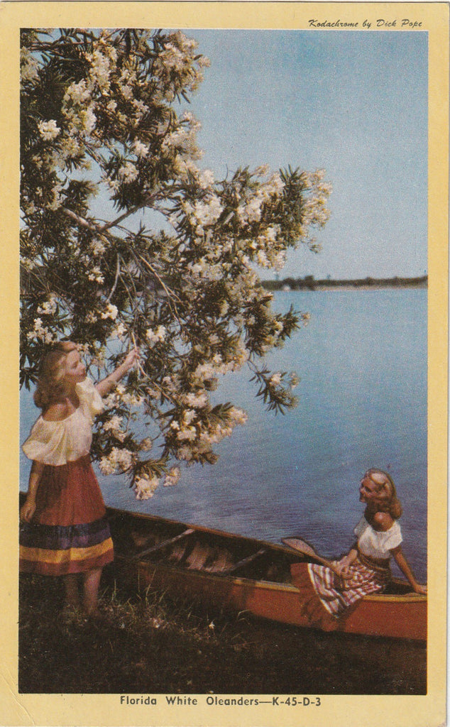 Florida White Oleanders - Kodachrome by Dick Pope - Postcard, c. 1950s