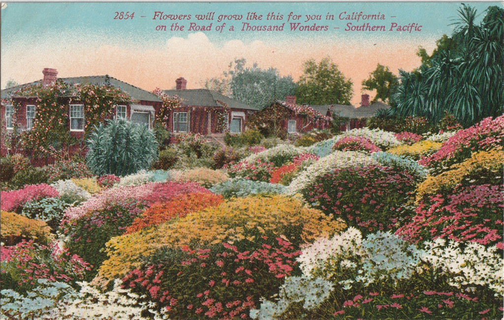 Flowers Will Grow Like This For You In California - Postcard, c. 1910s