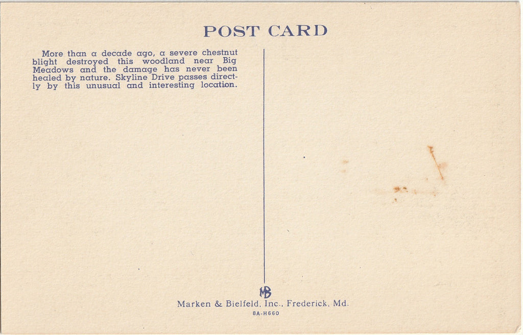 Ghost Forest, Big Meadows - Skyline Drive, Virginia - Postcard, c. 1940s