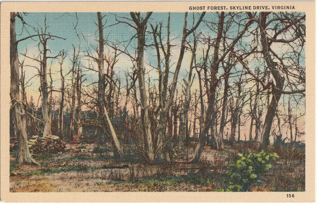 Ghost Forest, Big Meadows - Skyline Drive, Virginia - Postcard, c. 1940s