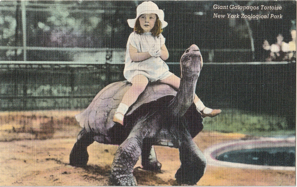 Giant Galapagos Tortoise - New York Zoological Park - Postcard, c. 1930s