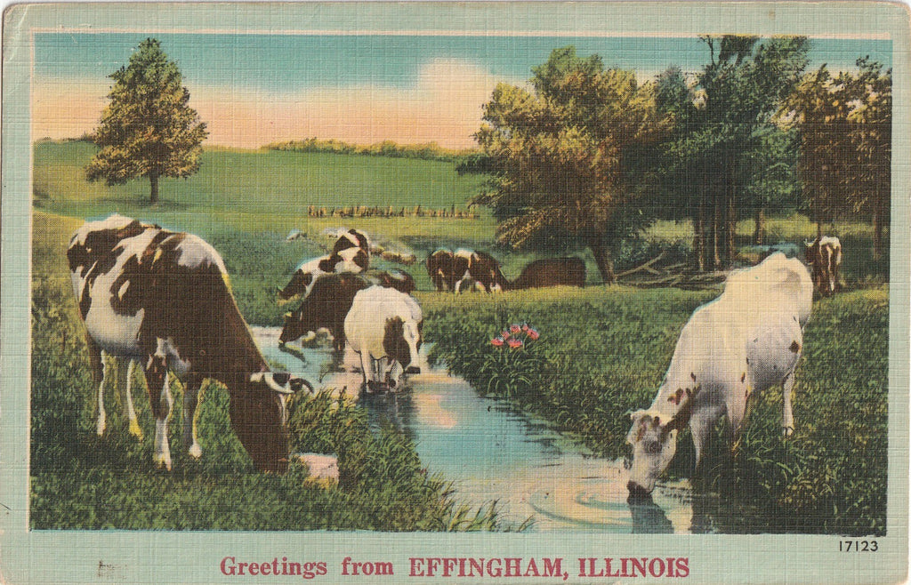 Greetings From Effingham, Illinois - Cows - Postcard, c. 1940s