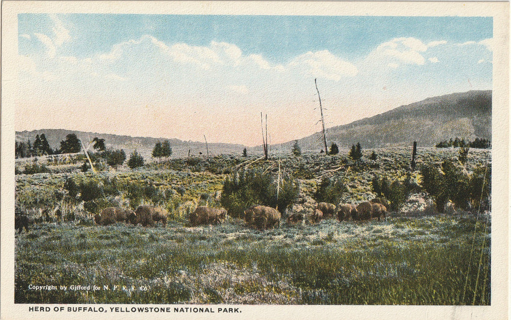 Herd of Buffalo - Yellowstone National Park, Wyoming - Postcard, c. 1910s