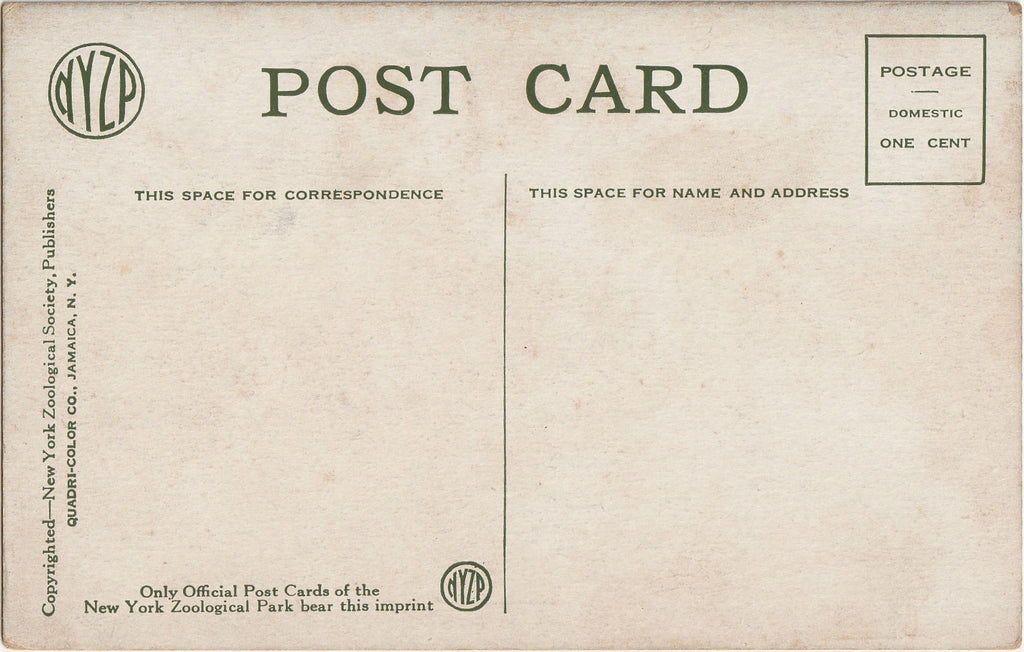 Hippopotamus Pete - New York Zoological Park - Postcard, c. 1910s