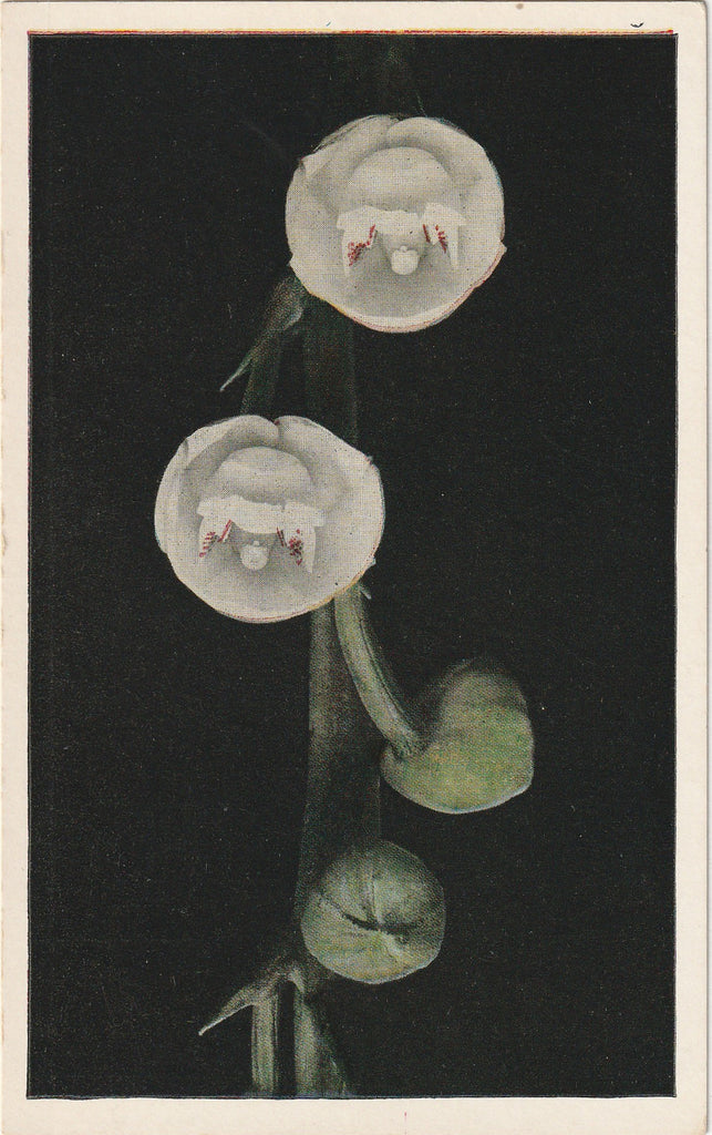 Holy Ghost or Dove Orchid - Missouri Botanical Garden - St. Louis, Mo - Postcard, c. 1930s