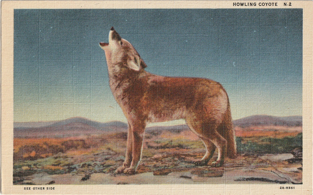 an original vintage Southwest Post Card Co., C. T. Art-Colortone linen postcard from the 1940s. It shows a howling coyote.   "HOWLING COYOTE - A specie of the Wolf or Wild Dog peculiar to the West and the plains of the great Southwest. Their weird and doleful howling at night brings a creepy feeling on the Camper or Wayfarer of the big outdoors.", reads the description printed on the back. 
