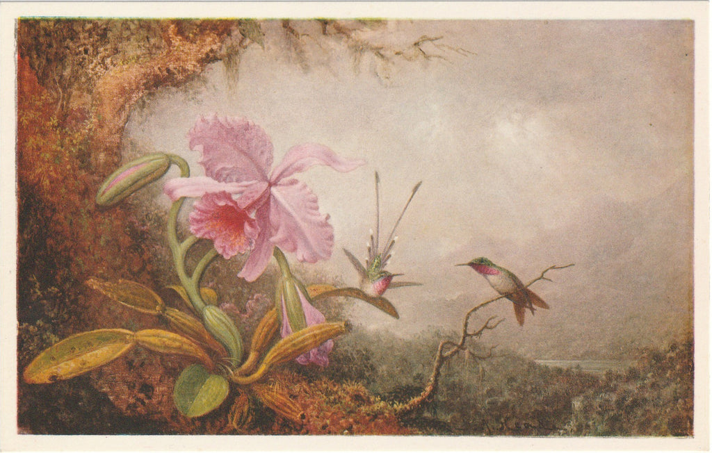Humming Birds and Orchids - Martin Johnson Heade - Postcard, c. 1930s