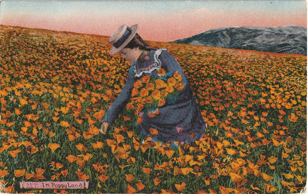 In Poppyland - California Poppies - Postcard, c. 1910s