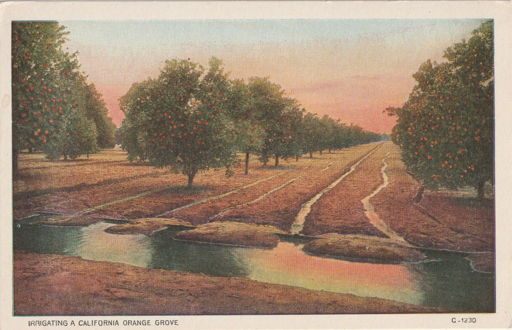 Irrigating a California Orange Grove - Postcard, c. 1910s