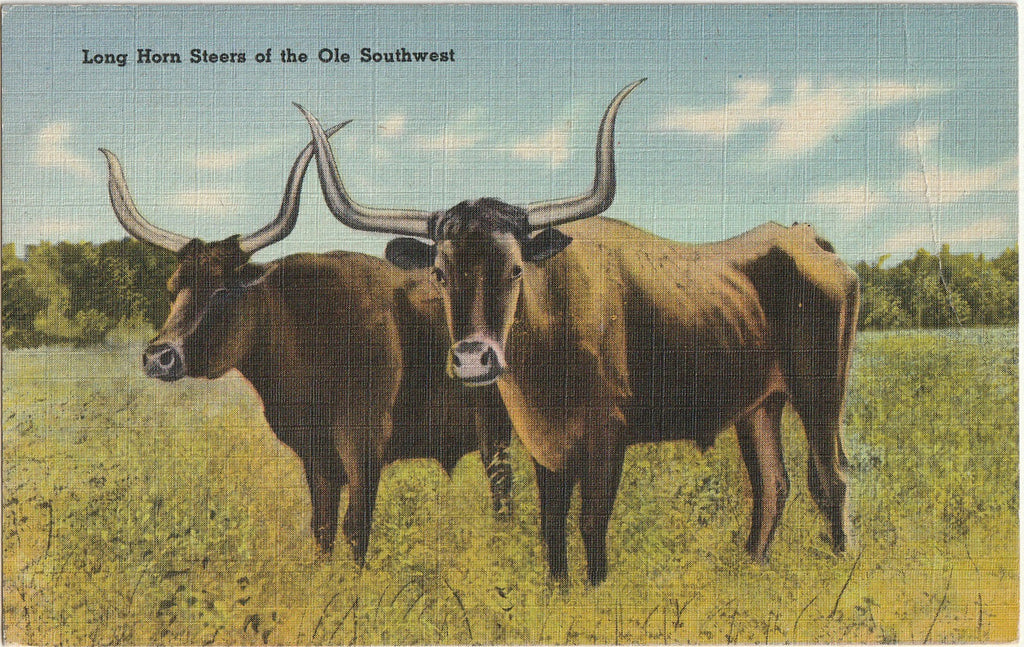 Longhorn Steers of the Ole Southwest - San Antonio, Texas - Postcard, c. 1940s