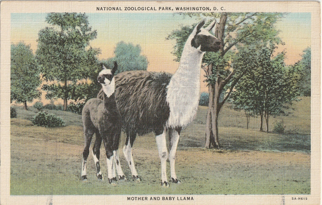 Mother and Baby Llama - National Zoological Park - Washington, D.C. - Postcard, c. 1940s