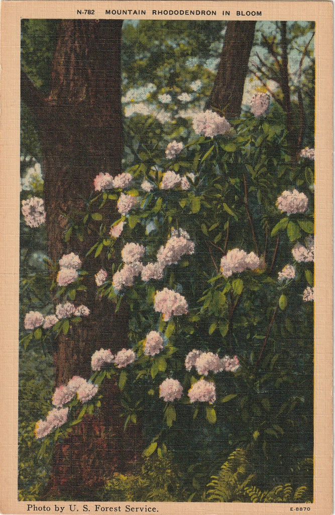 Mountain Rhododendron in Bloom - North Carolina - Postcard, c. 1950s