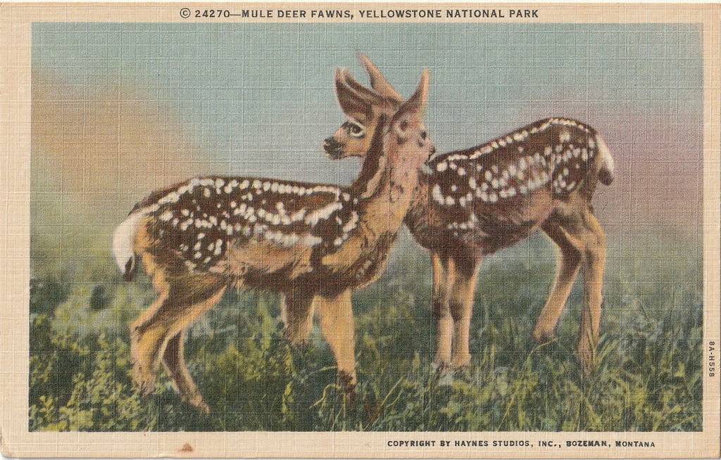 Mule Deer Fawns - Yellowstone National Park, Montana - Postcard, c. 1950s