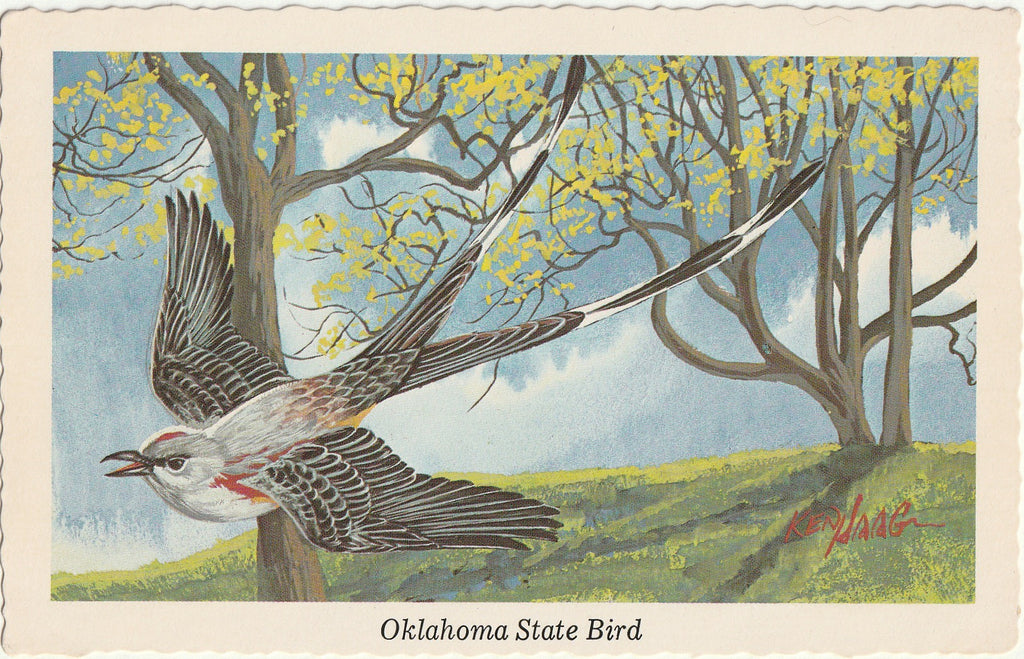 Oklahoma State Bird - Scissor-Tailed Flycatcher - Ken Haag - Postcard, c 1968