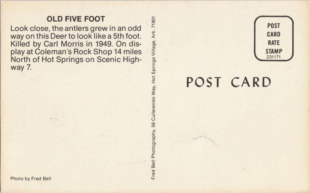 Old Five Foot - Deer with Unusual Horns - Hot Springs, AR - Postcard, c. 1950s