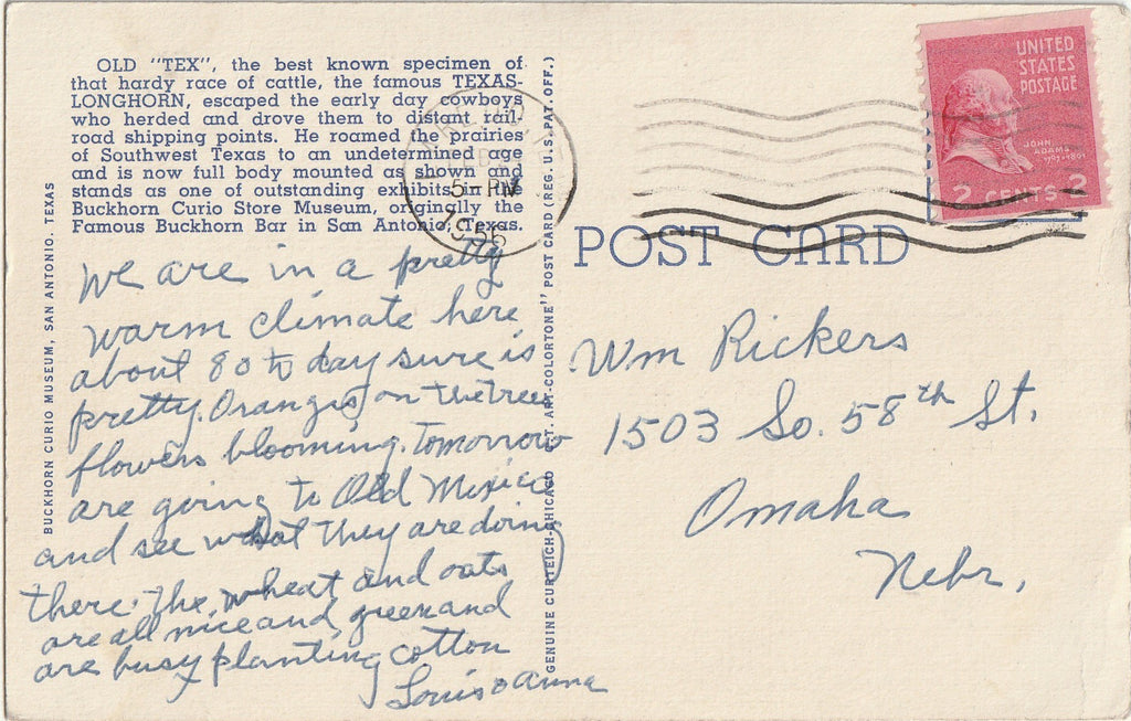 Old Tex - Texas Longhorn Steer - Buckhorn Curio Museum - San Antonio, TX - Postcard, c. 1950s