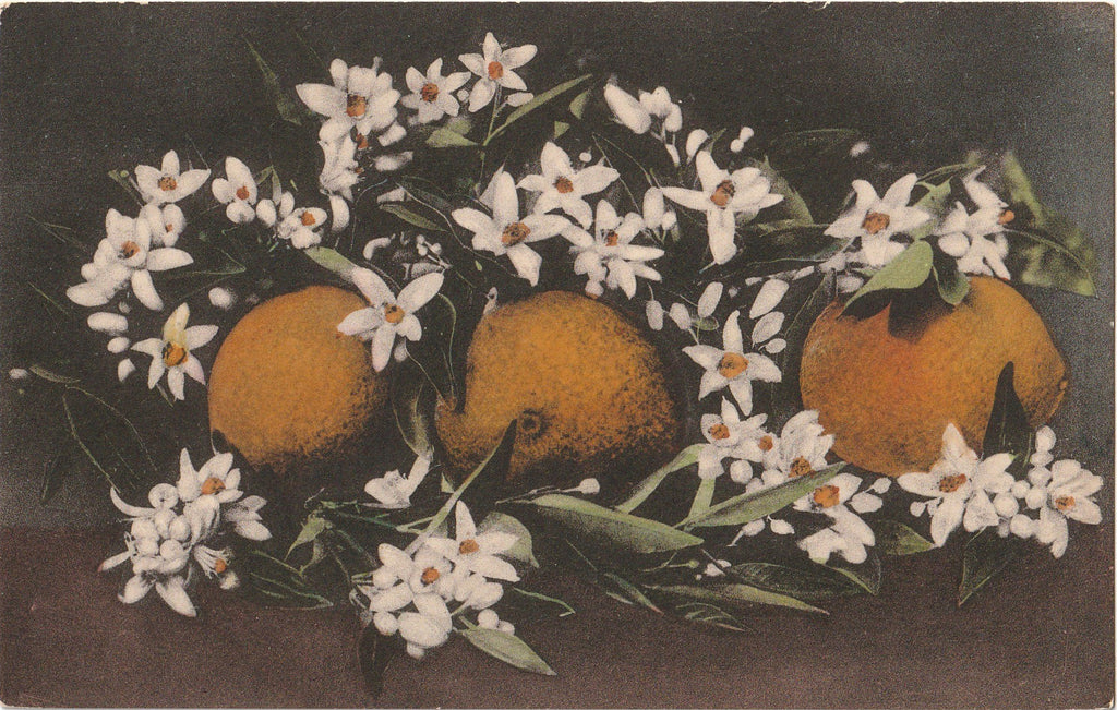 Oranges and Fragrant Blossoms - The Albertype Co. - Postcard, c. 1910s