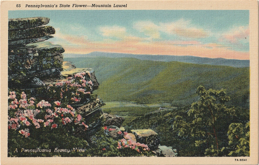 Pennsylvania's State Flower - Mountain Laurel - Postcard, c. 1930s