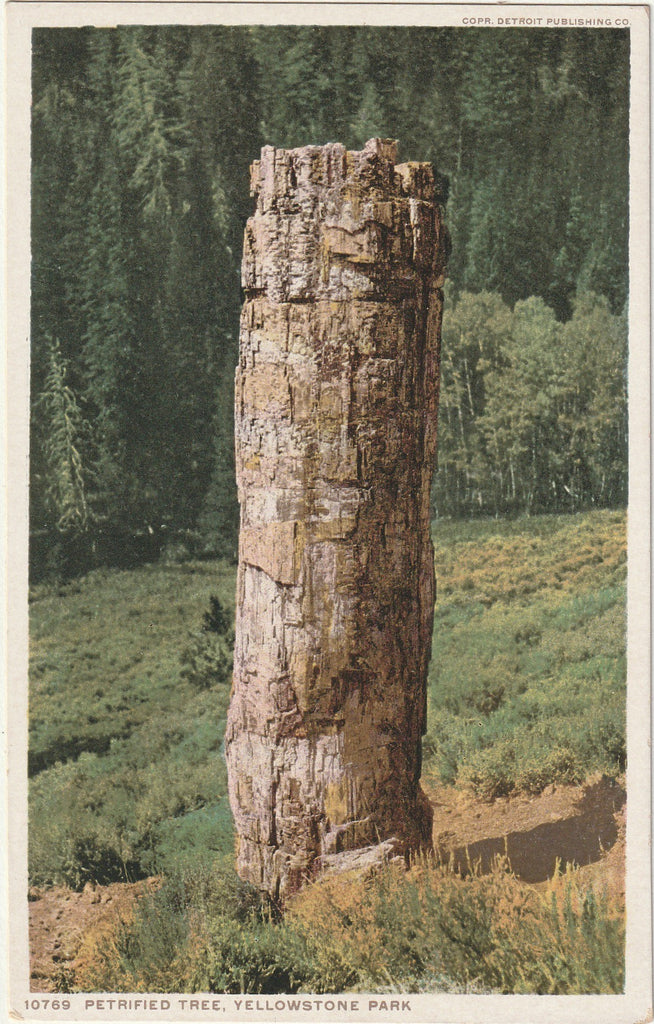 Petrified Tree - Yellowstone National Park - Wyoming - Postcard, c. 1910s
