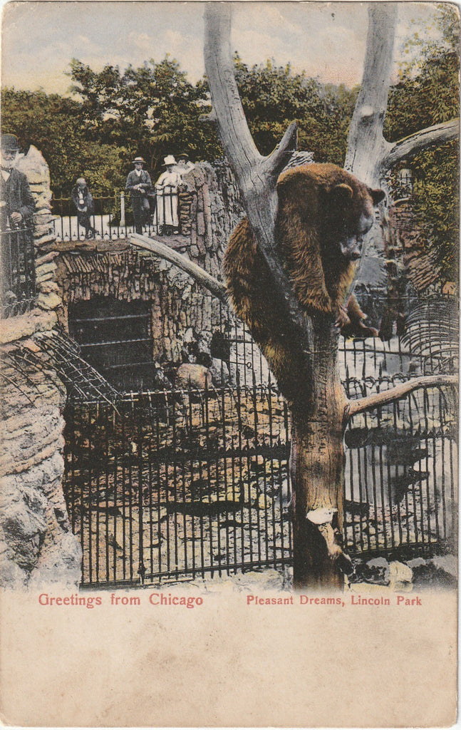 Pleasant Dreams - Bear in Lincoln Park Zoo, Chicago - Postcard, c. 1900s