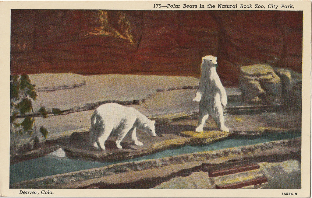 Polar Bears in the Natural Rock Zoo, City Park, Denver, CO - Postcard, c. 1950s