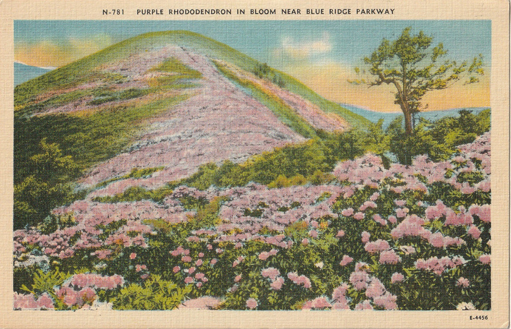 Purple Rhododendron in Bloom - Blue Ridge Parkway, NC - Postcard, c. 1950s