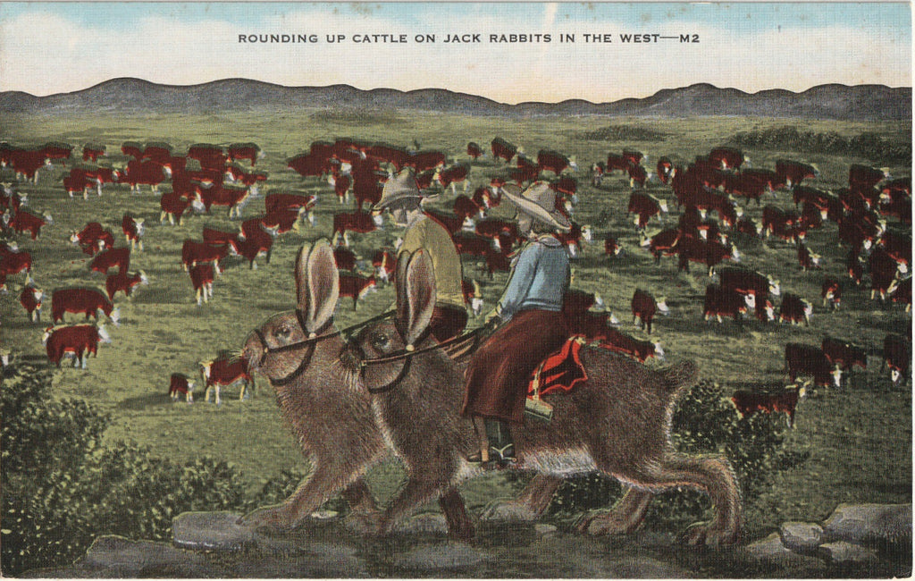 Rounding Up Cattle on Jack Rabbits in the West - Exaggerated Comic - Postcard, c. 1940s