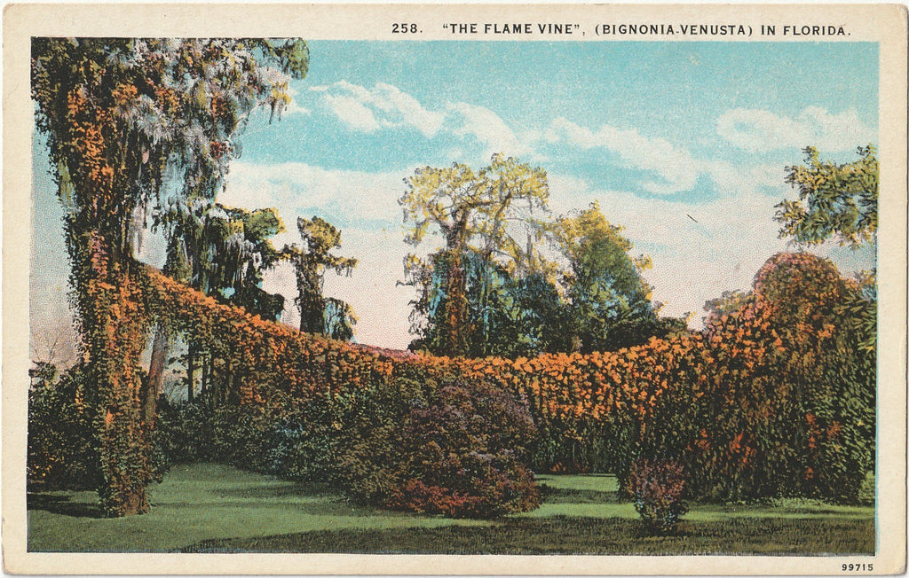 The Flame Vine - Bigonia-Venusta - Florida Postcard, c. 1930s