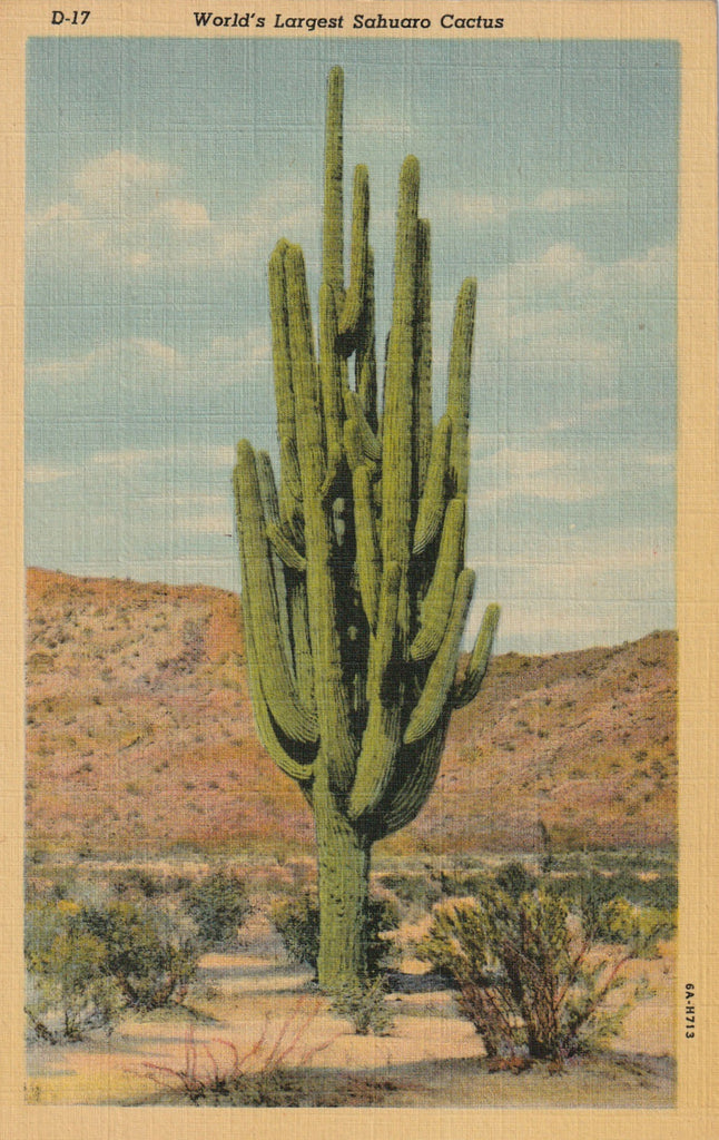 World's Largest Sahuaro Cactus - Arizona Postcard, c. 1950s