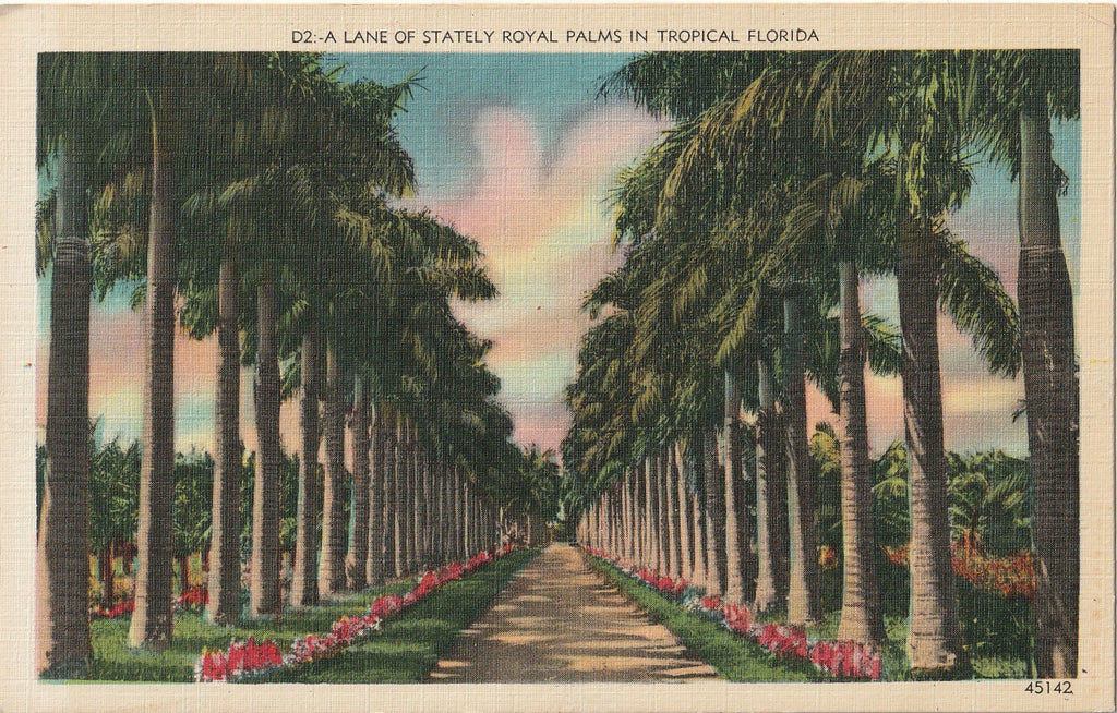 A Lane of Stately Royal Palms in Tropical Florida - Postcard, c. 1930s