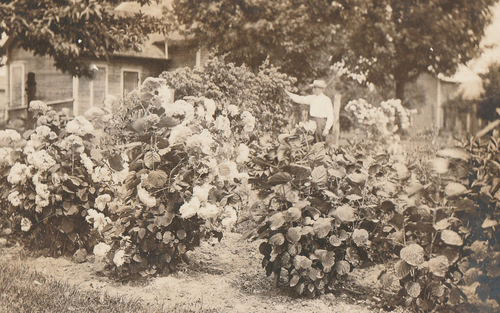Annabelle Hydrangea Garden Antique Photo RPPC Close Up