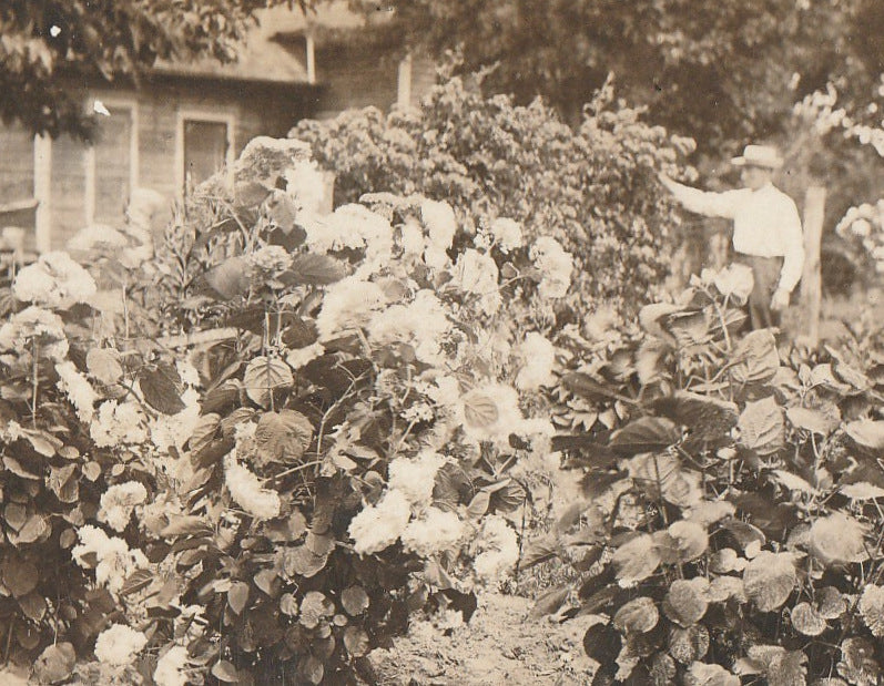 Annabelle Hydrangea Garden Antique Photo RPPC Close Up 2