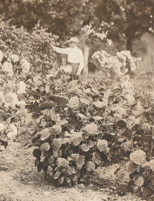 Annabelle Hydrangea Garden Antique Photo RPPC Close Up 3