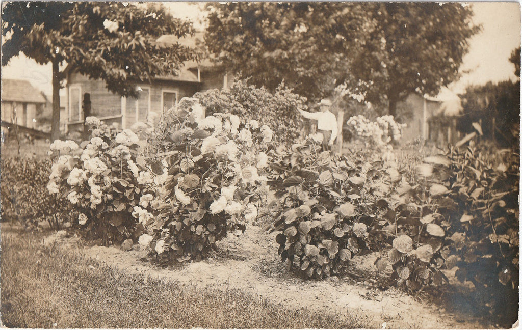 Annabelle Hydrangea Garden Antique Photo RPPC