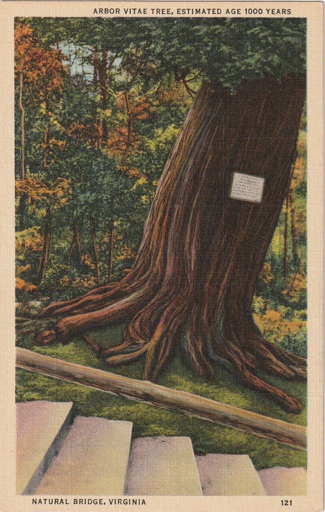 Arbor Vitae Tree Natural Bridge Virginia Vintage Postcard
