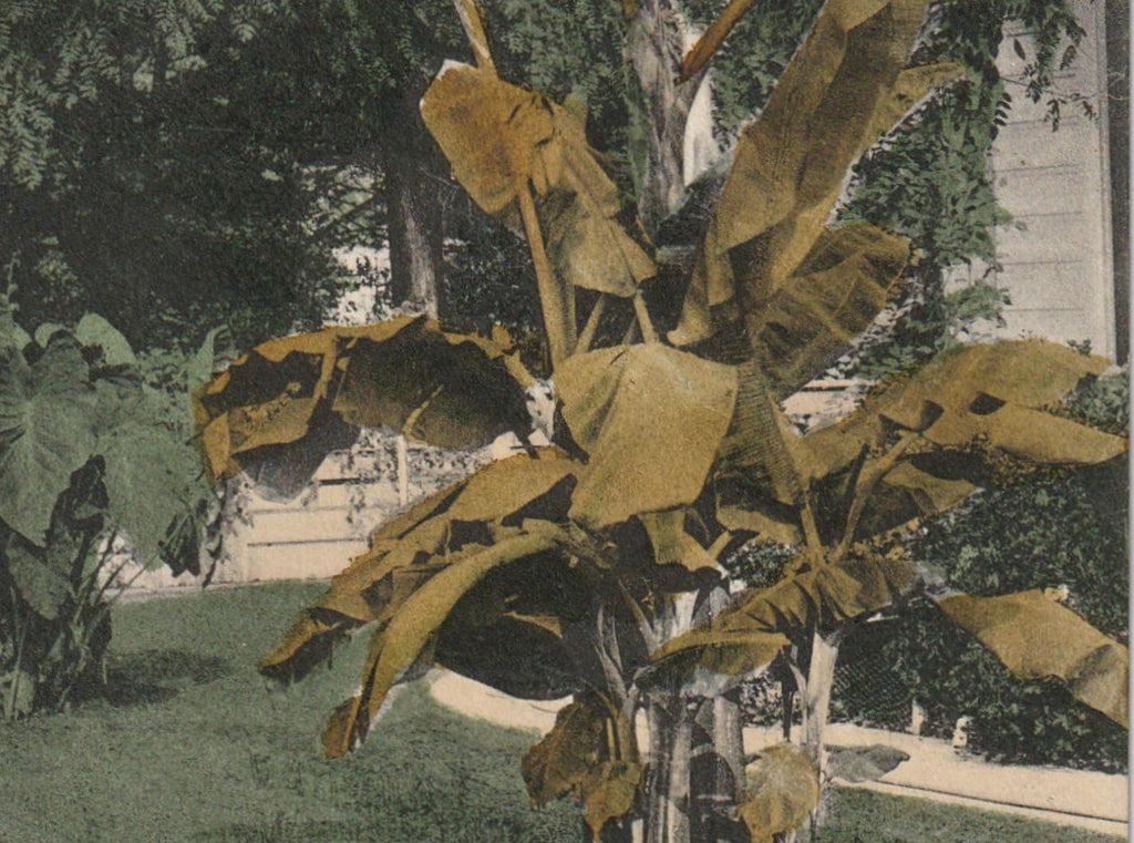 Banana Tree Woodland CA Antique Postcard Close Up 2