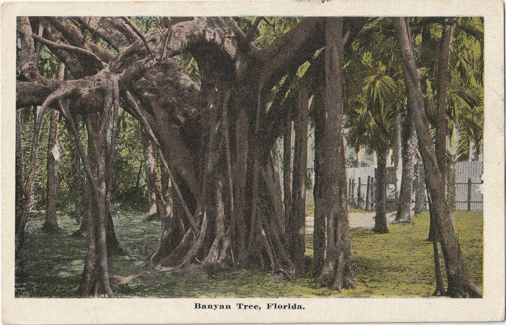 Banyan Tree Florida Postcard