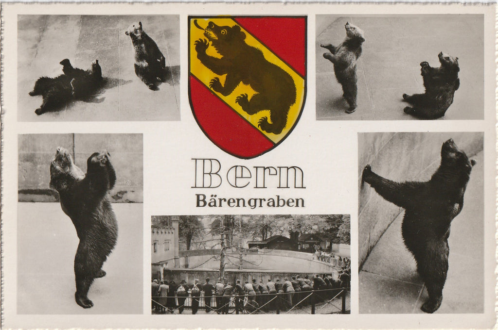 Bärengraben Bear Pit - Bern, Switzerland - RPPC, c. 1950s