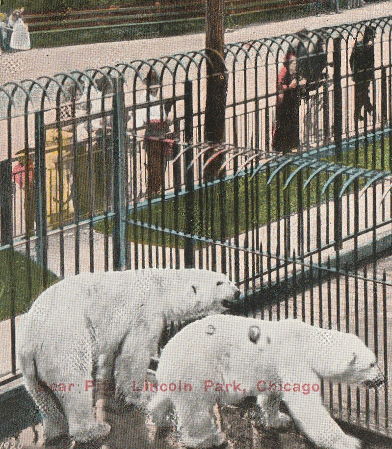 Bear Pits Lincoln Park Zoo Antique Postcard Close Up 2