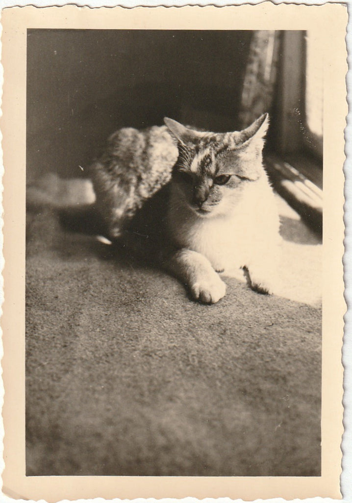 Berlin Tabby Cat - Snapshot, c. 1940s