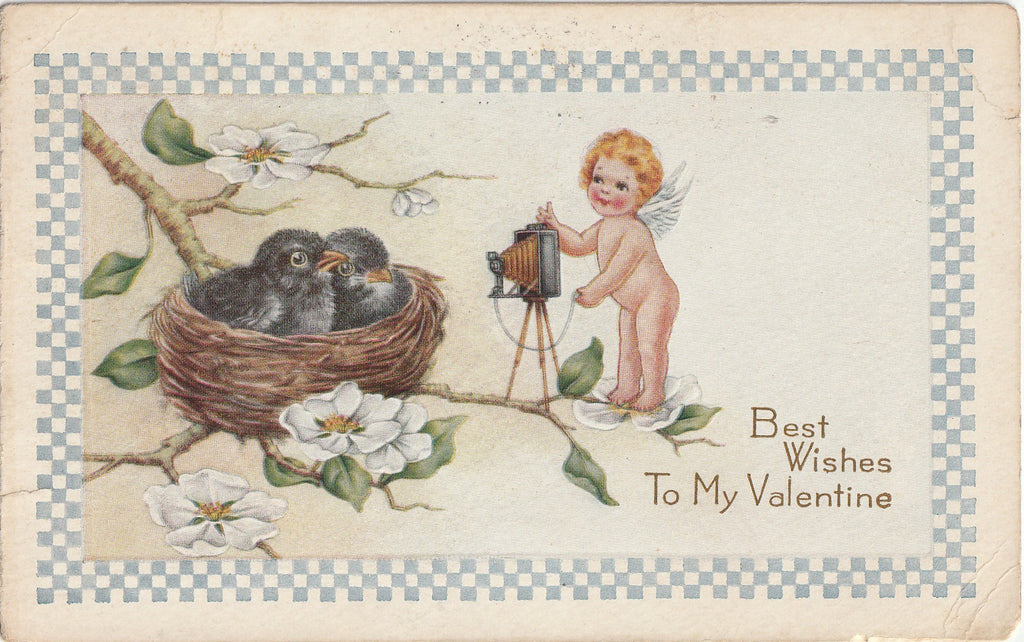 Best Wishes To My Valentine - Cupid Photographer - Robins in Nest - Postcard, c. 1910s