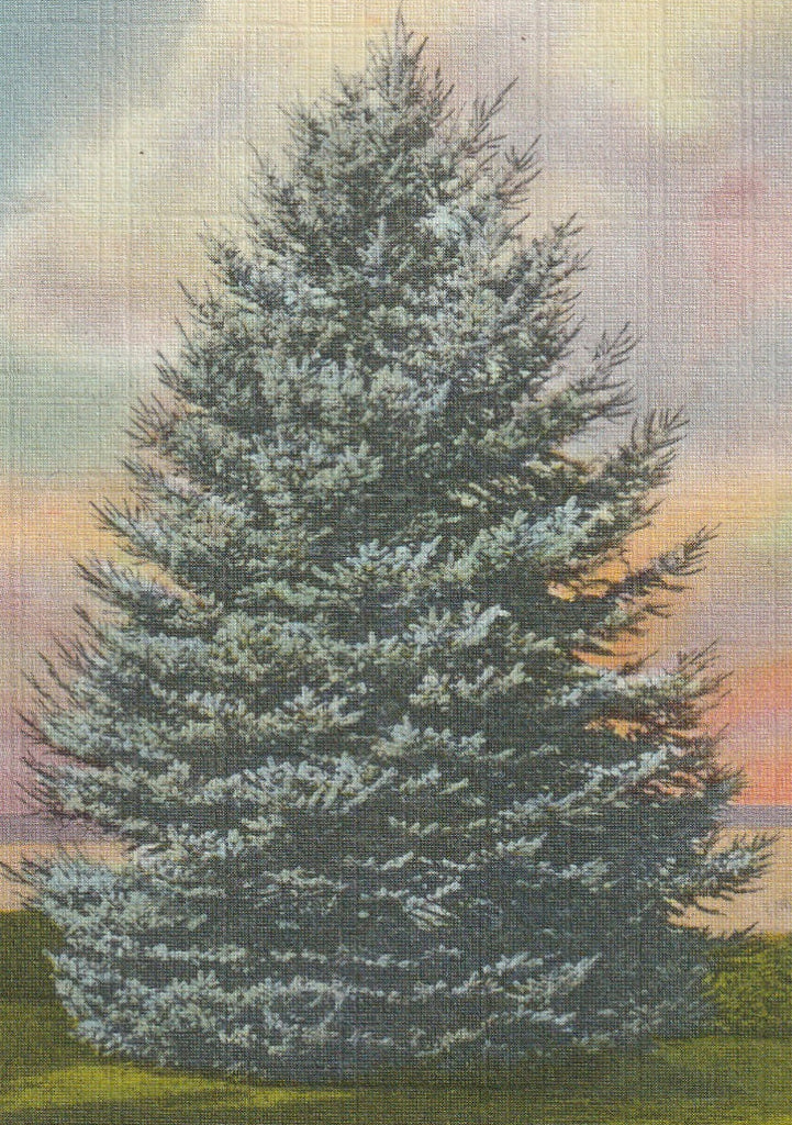 Blue Spruce Utah's State Tree Vintage Postcard Close Up