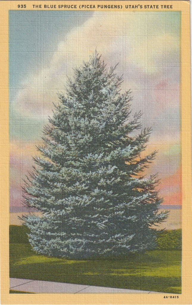 Blue Spruce Utah's State Tree Vintage Postcard