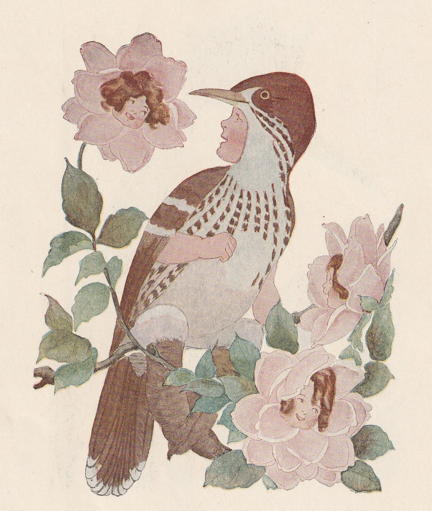 Brown Thrasher - Bird Children Book Page- Elizabeth Gordon - M. T. Ross- Print, c. 1912 - Close Up