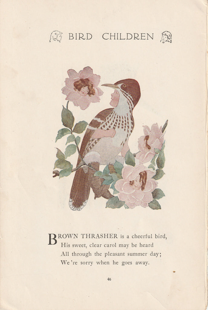 Brown Thrasher - Bird Children Book Page- Elizabeth Gordon - M. T. Ross- Print, c. 1912