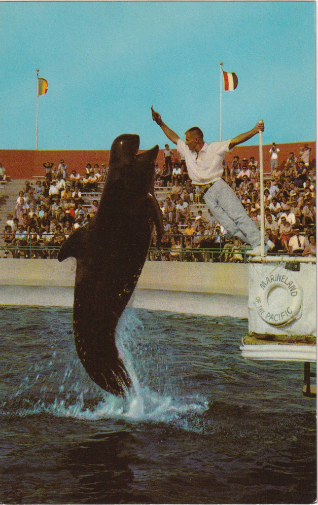 Bubbles the Pilot Whale - Marineland of the Pacific - Los Angeles, CA - Postcard, c. 1950s