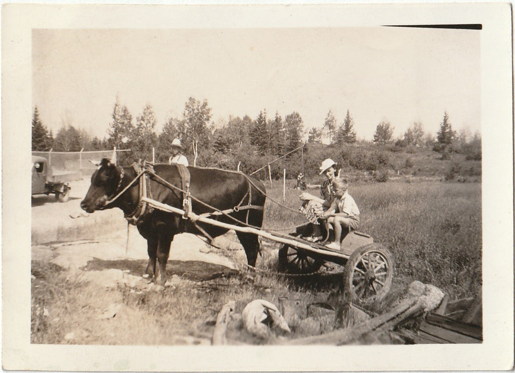 Bull Cart - Tourist Photo-Op - Snapshot, c. 1940s
