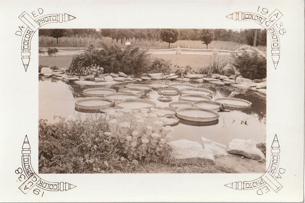 Chicago Botanic Garden Lily Pond Vintage Photo