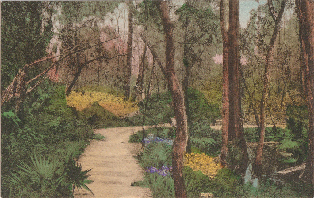Cypress Gardens Charleston SC Antique Postcard